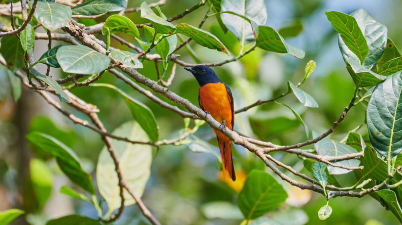 Orange Minivet (Pericrocotus flammeus) male 3, Valparai, Tamil Nadu, India
